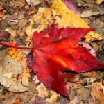 red_leaf